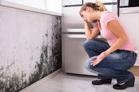 Why You Should Choose Our Mold Remediation Services in St Charles, IL